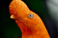 Birdwatching Map