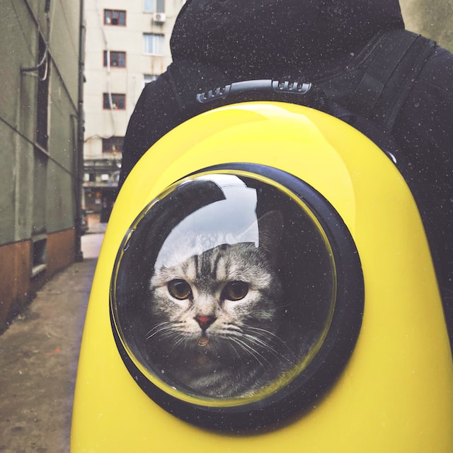 traveling with a cat
