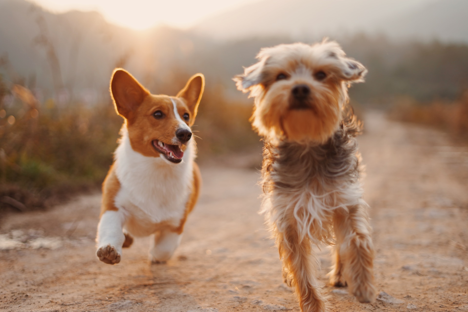 National Dog Month