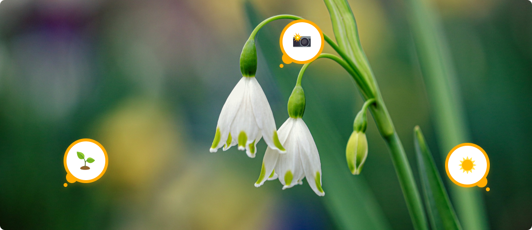 Spring Photography: Capturing the Beauty of Nature with YouMap