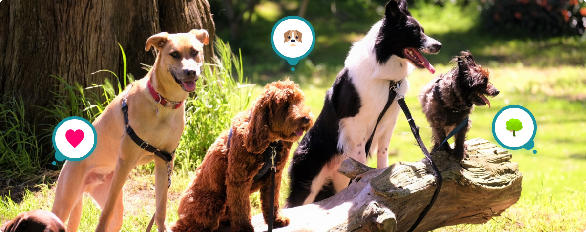 National Dog Month – August – Let’s celebrate with your pet!